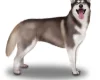 Siberian Husky