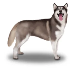 Siberian Husky
