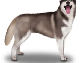 Siberian Husky