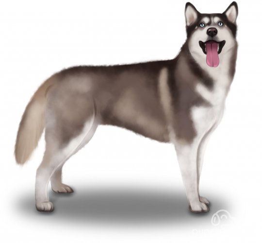 Siberian Husky