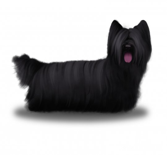 Skye Terrier