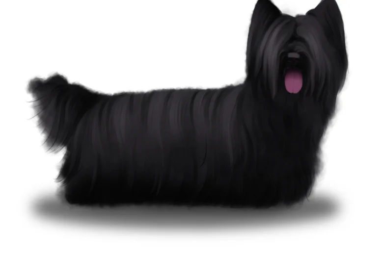 Skye Terrier