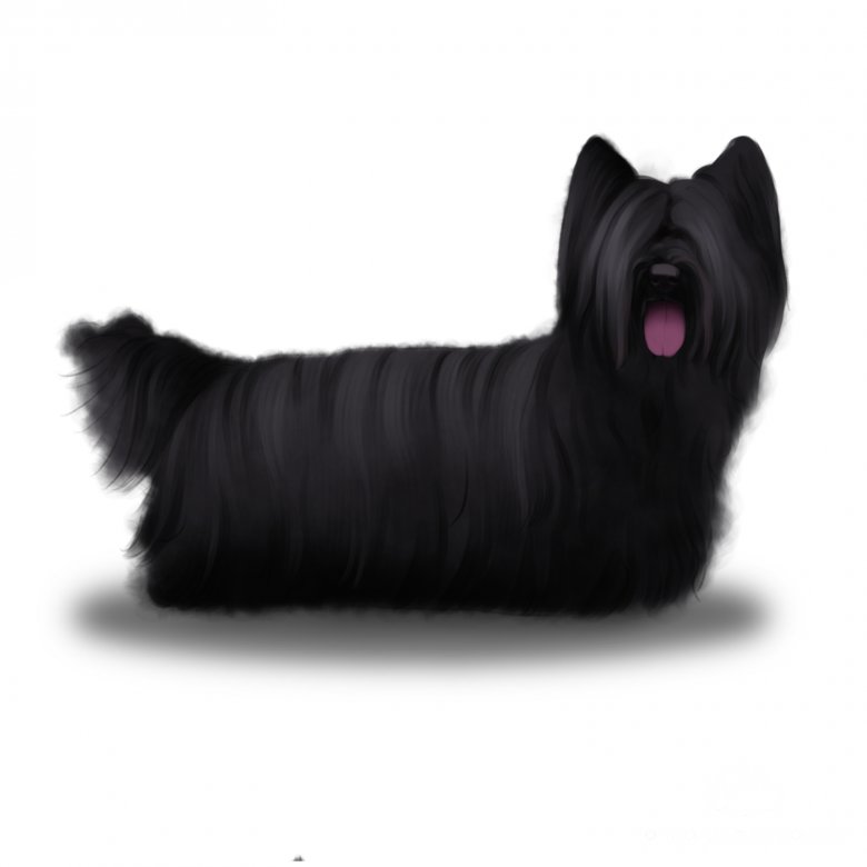 Skye Terrier