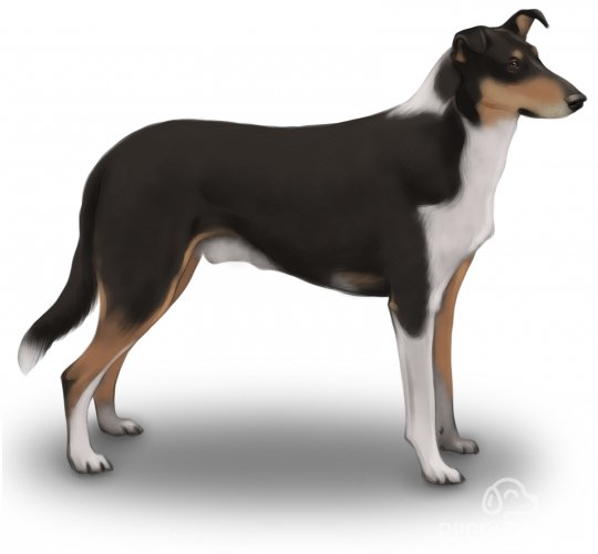 Smooth Collie