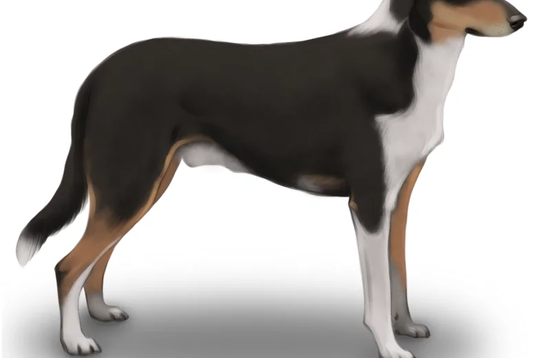 Smooth Collie