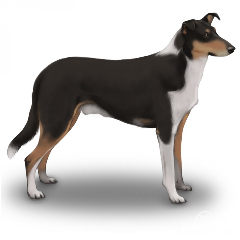 Smooth Collie