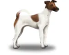 Smooth Fox Terrier