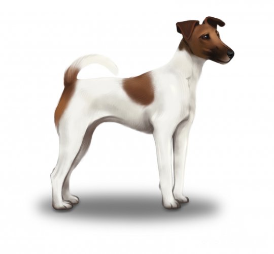 Smooth Fox Terrier