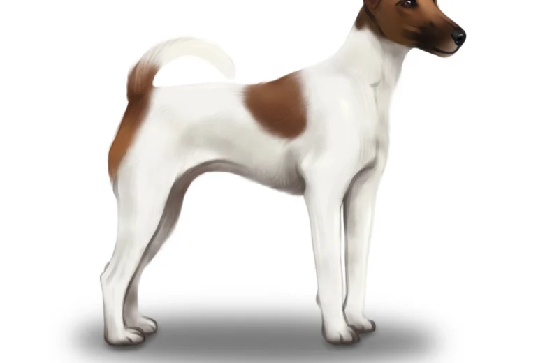 Smooth Fox Terrier