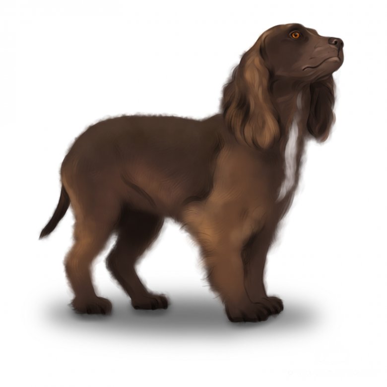 Sprocker Spaniel