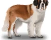 St Bernard