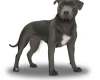 Staffordshire Bull Terrier