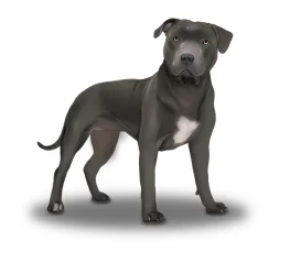 Staffordshire Bull Terrier