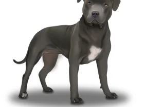 Staffordshire Bull Terrier