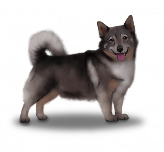 Swedish Vallhund