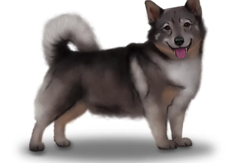 Swedish Vallhund