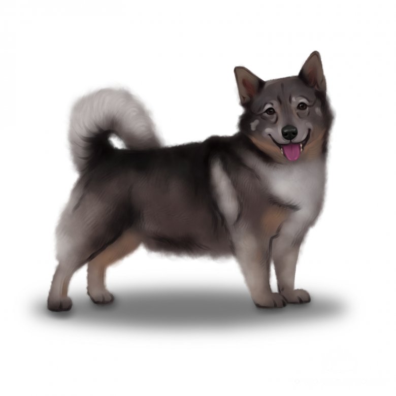 Swedish Vallhund