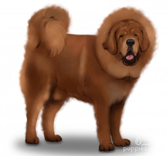 Tibetan Mastiff