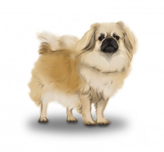 Tibetan Spaniel