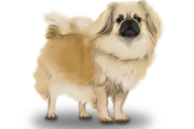 Tibetan Spaniel