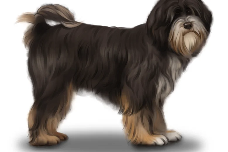 Tibetan Terrier
