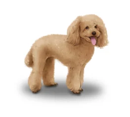 Toy Poodle