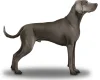 Weimaraner