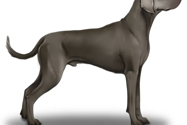 Weimaraner