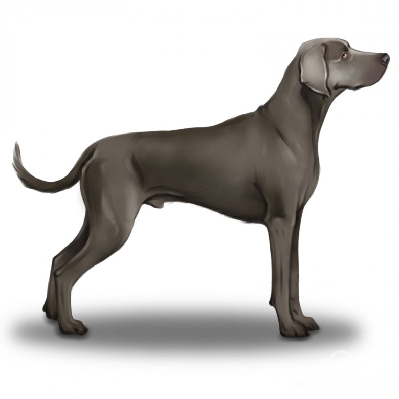 Weimaraner