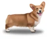 Welsh Corgi
