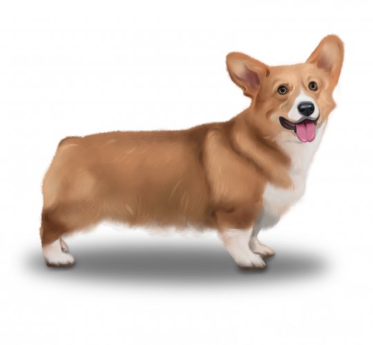 Welsh Corgi