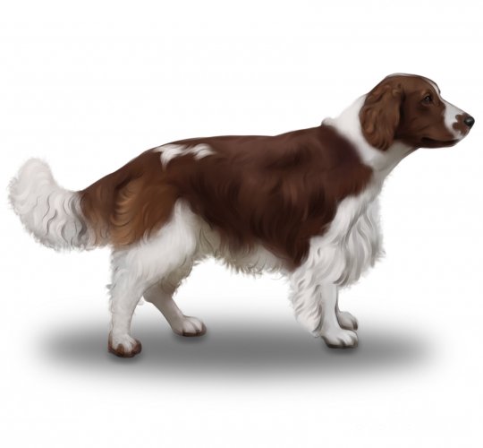 Welsh Springer Spaniel