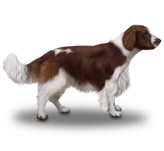 Welsh Springer Spaniel