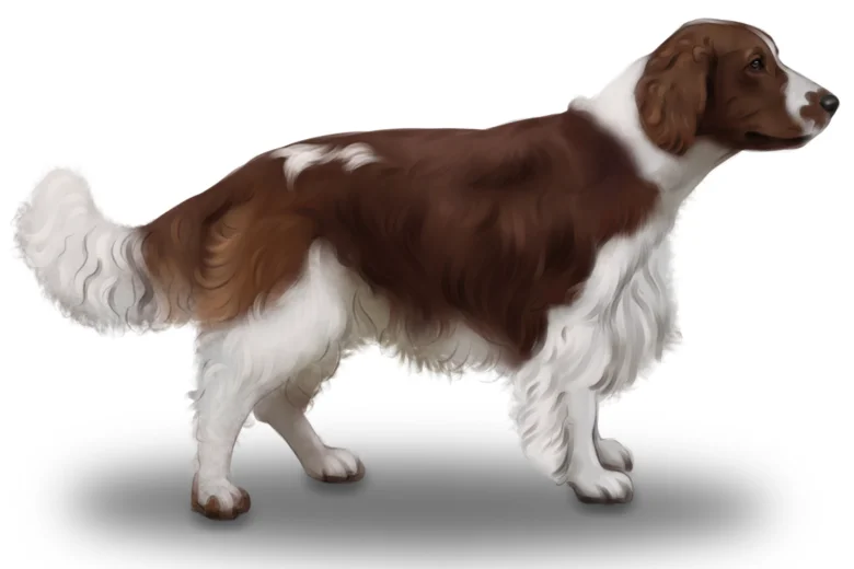 Welsh Springer Spaniel