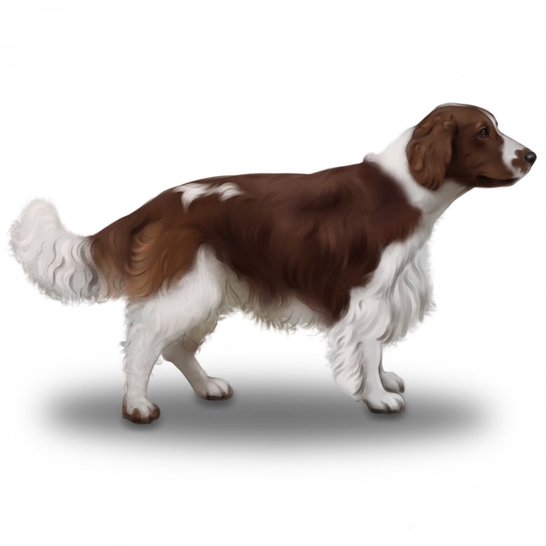 Welsh Springer Spaniel