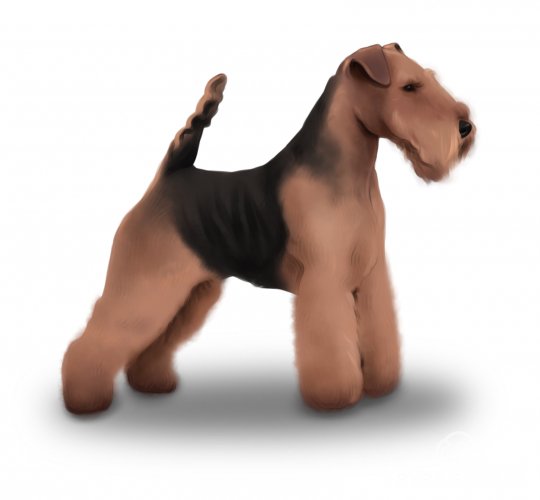 Welsh Terrier