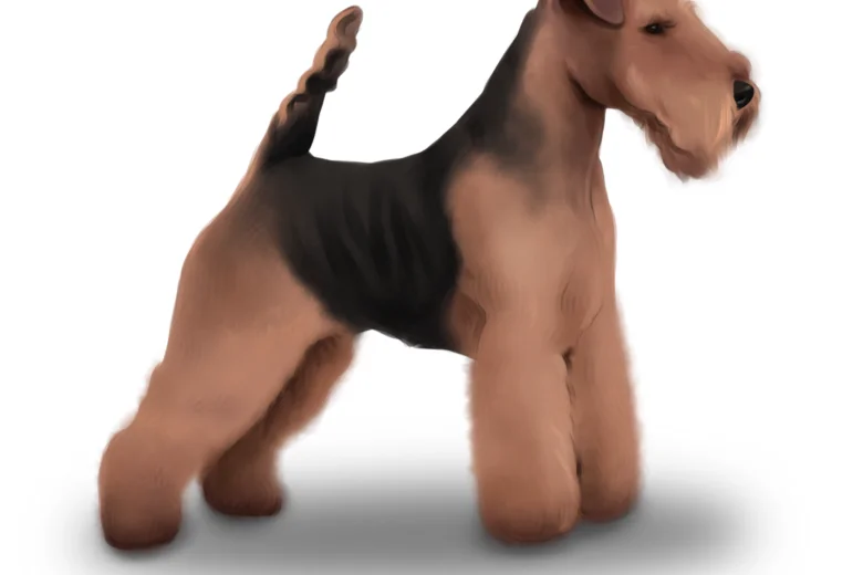 Welsh Terrier