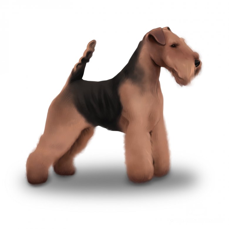 Welsh Terrier