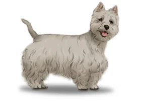 West Highland White Terrier