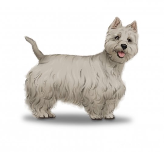 West Highland White Terrier