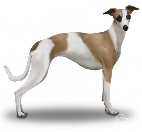 Whippet