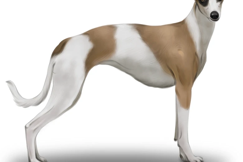 Whippet