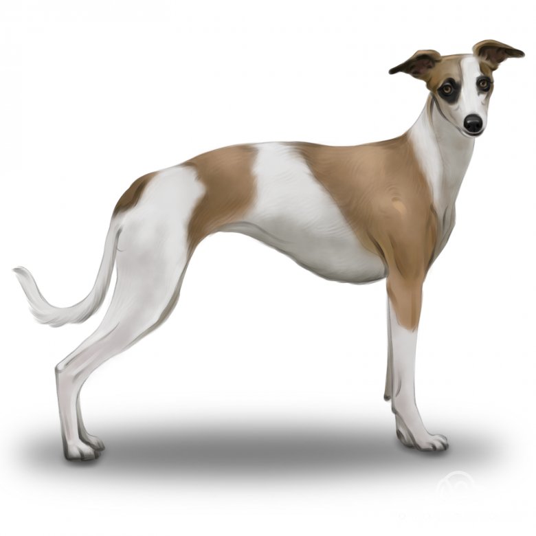 Whippet