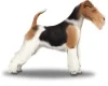 Wire Fox Terrier