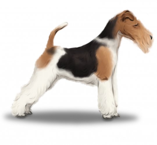 Wire Fox Terrier