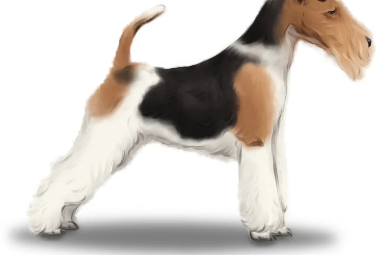 Wire Fox Terrier