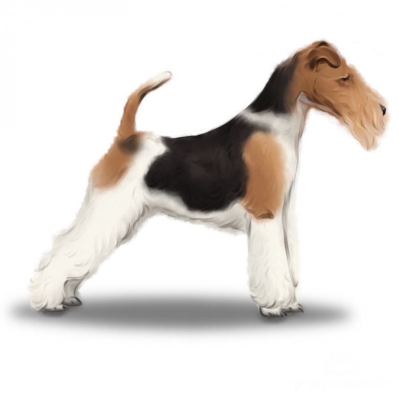 Wire Fox Terrier