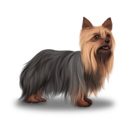 Yorkshire Terrier - Bitches