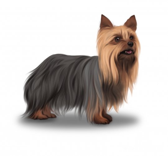 Yorkshire Terrier