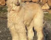 Afghan Hound